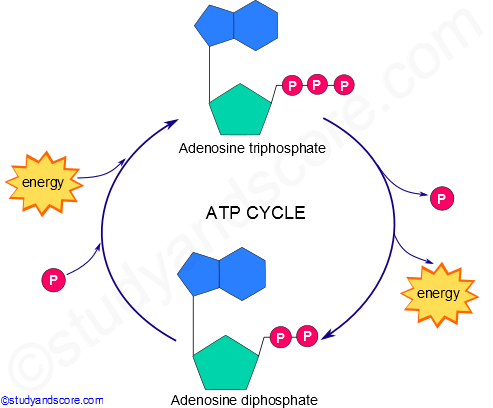 ATP cycle, Role of ATP, Similarity between ATP and rechargable batteries, catabolism, Anabolism, Cyclic inter conversion of ATP and ADP